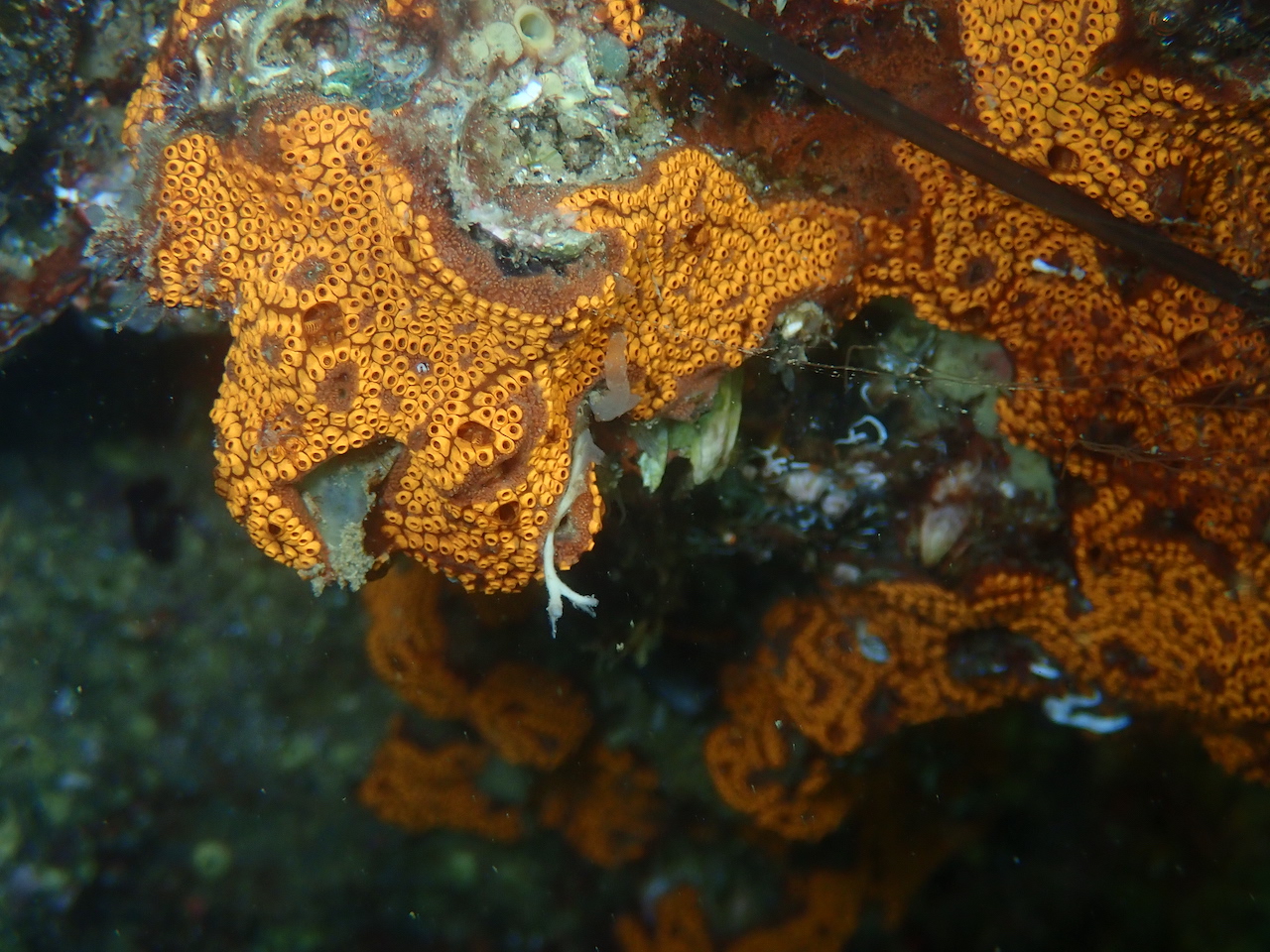 Botrylloides diegensis